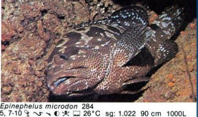 Epinephelus microdon